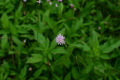 Persicaria dichotoma