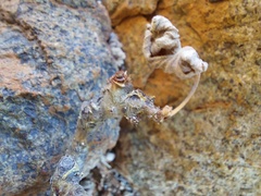 Pelargonium echinatum