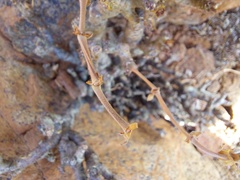 Pelargonium echinatum