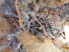 Pelargonium echinatum