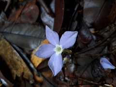 Voyria caerulea