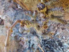 Pelargonium echinatum