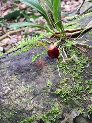 Masdevallia infracta