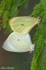 Pseudopieris nehemia