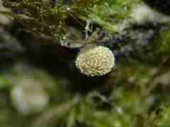 Physarum alexandrowiczii