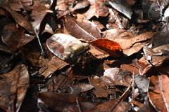 Coenobita violascens