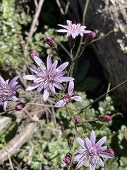 Calorezia prenanthoides