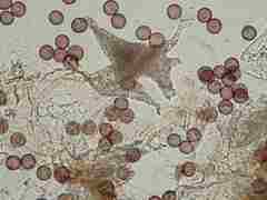 Physarum alexandrowiczii