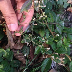 Capsella bursa-pastoris