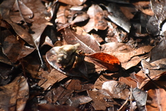 Coenobita violascens
