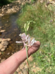 Oenothera lindheimeri