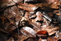 Coenobita violascens