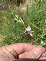Oenothera lindheimeri