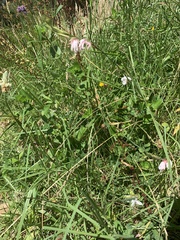 Oenothera lindheimeri