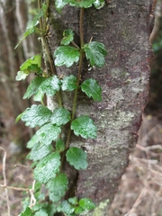 Asteranthera ovata