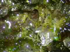 Physarum alexandrowiczii