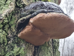 Fomitopsis pinicola