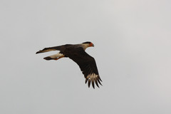 Caracara plancus cheriway