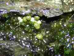 Physarum alexandrowiczii