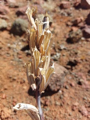 Pedaliaceae