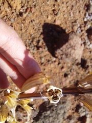 Pedaliaceae
