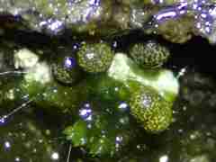 Physarum alexandrowiczii