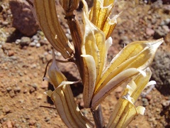Pedaliaceae