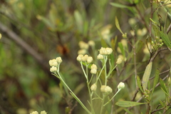 Achyrocline saturejoides