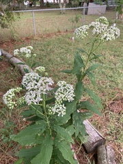 Verbesina virginica