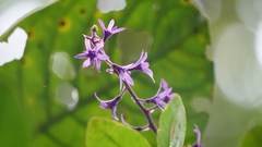 Petrea