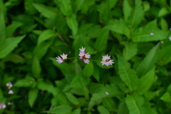 Persicaria dichotoma