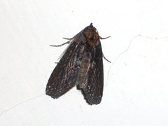 Stictopterinae
