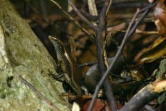 Mabuyinae