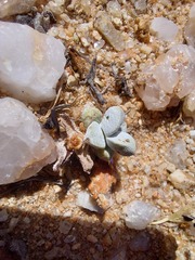 Crassula