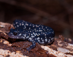 Plethodon grobmani