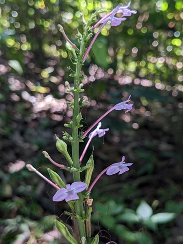 Pachystachys cordata