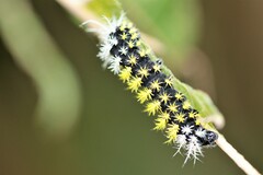 Leucanella