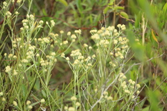 Achyrocline saturejoides