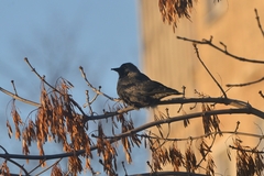 Corvus monedula