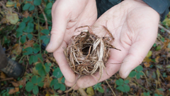 Muscardinus avellanarius