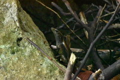 Mabuyinae