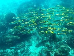 Mulloidichthys dentatus