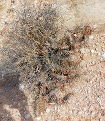 Monsonia