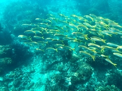 Mulloidichthys dentatus