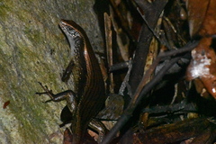 Mabuyinae