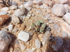 Cheiridopsis schlechteri