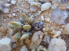 Cheiridopsis schlechteri