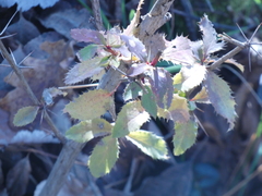 Berberis vulgaris
