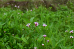 Persicaria dichotoma