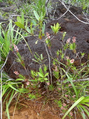 Dracophyllum balansae